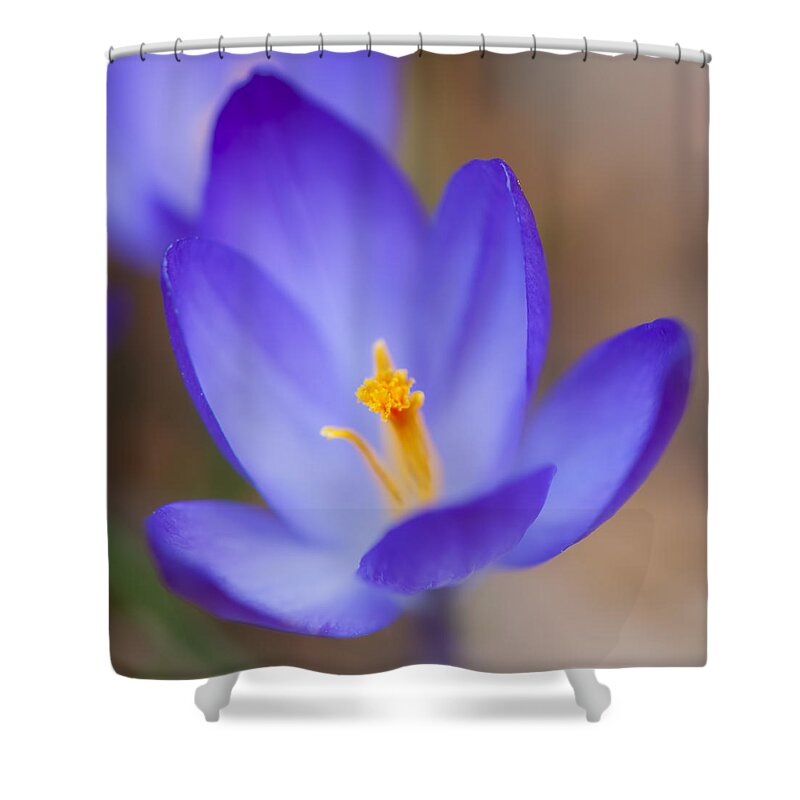 Crocus Shower Curtain featuring the photograph Center Of Attention by Jean-Pierre Ducondi