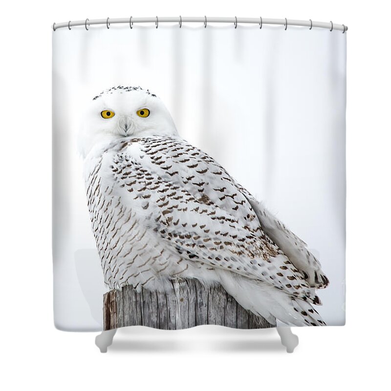 Field Shower Curtain featuring the photograph Centered Snowy Owl by Cheryl Baxter