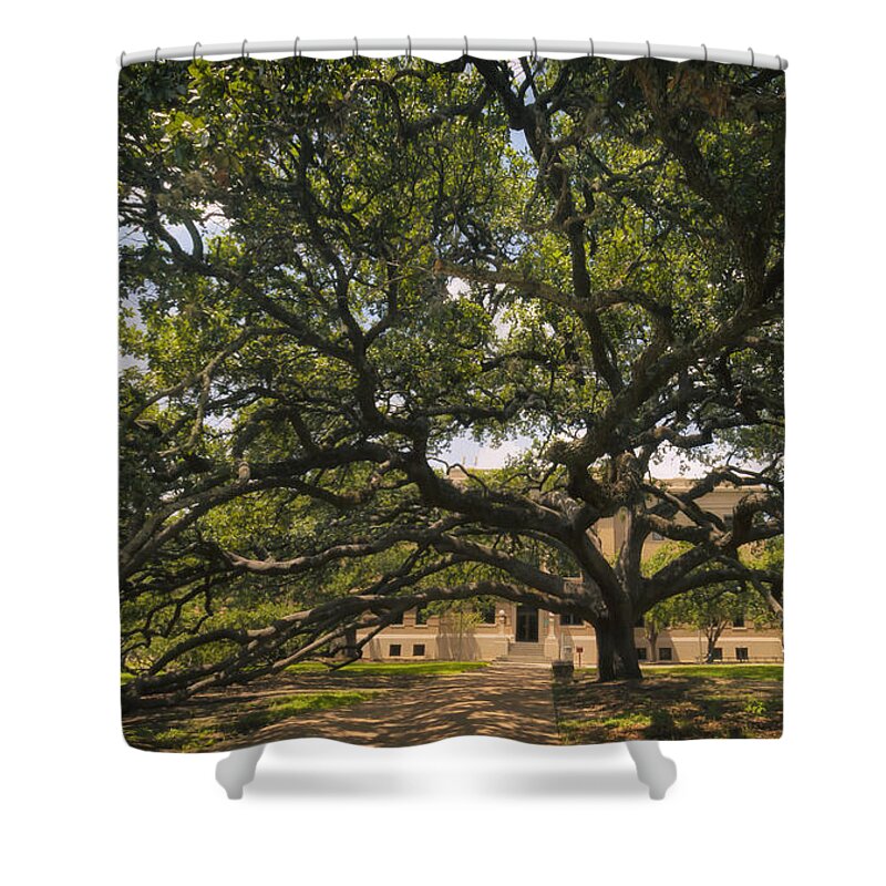 Century Tree Shower Curtain featuring the photograph Century Tree by Joan Carroll