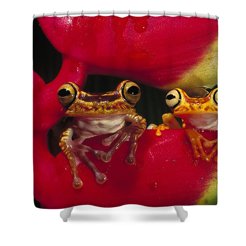 00216498 Shower Curtain featuring the photograph Chachi Tree Frog Pair by Pete Oxford