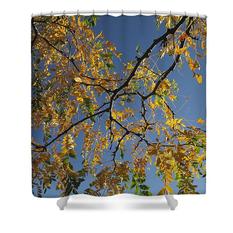 Autumn Shower Curtain featuring the photograph Changing by Jessica Myscofski