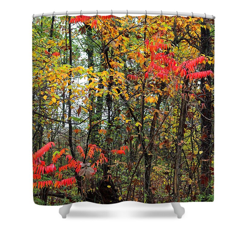 Autumn Shower Curtain featuring the photograph Changing Sumacs by John Stuart Webbstock