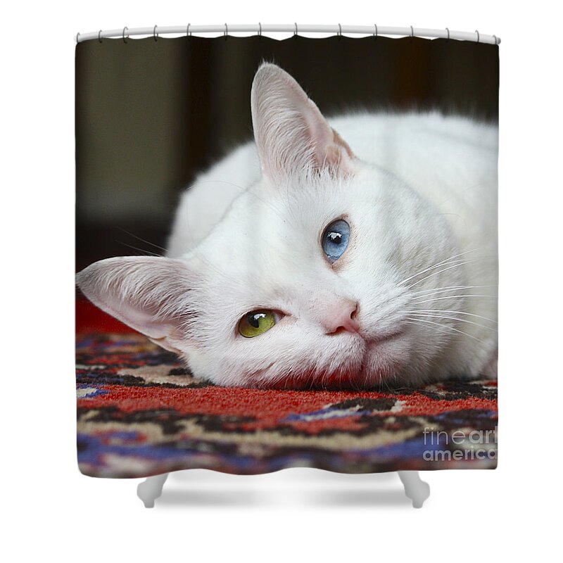 Fur Shower Curtain featuring the photograph Charlie the White Pussy Cat by Terri Waters