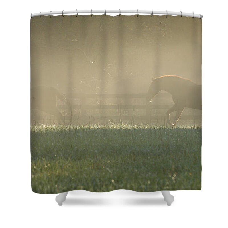 Horses Shower Curtain featuring the photograph Chasing a Phantom by Carol Lynn Coronios