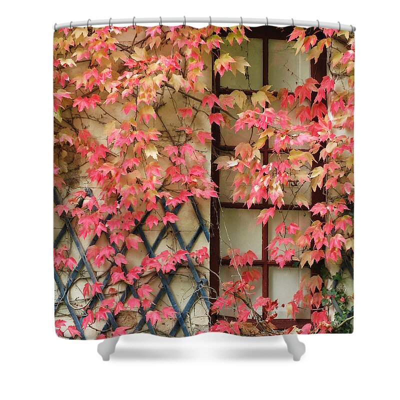 Fall Leaves Shower Curtain featuring the photograph Chateau Chenonceau Vines on Wall Image Two by Randi Kuhne