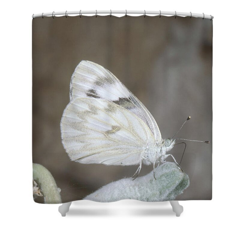Animal Shower Curtain featuring the photograph Checkered White Butterfly by Robert J. Erwin