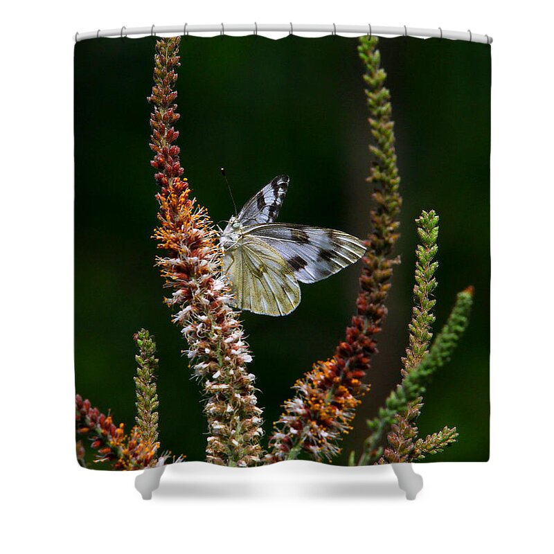 Checkered White Butterfly Shower Curtain featuring the photograph Checkered White on an Indigo by Barbara Bowen