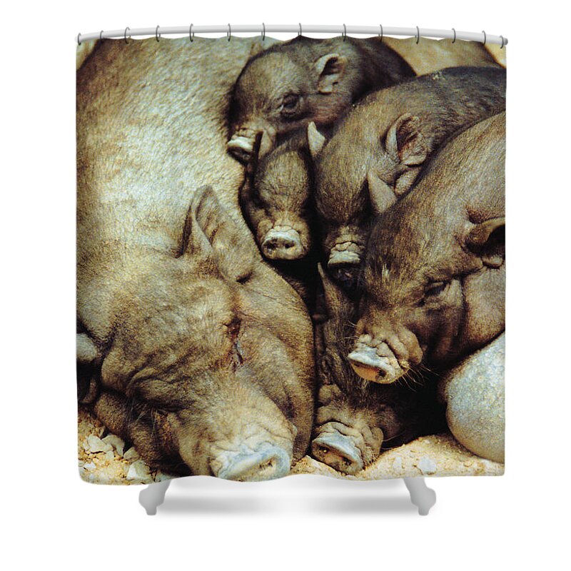 Animals Shower Curtain featuring the photograph Cheek To Cheek by Jan Amiss Photography