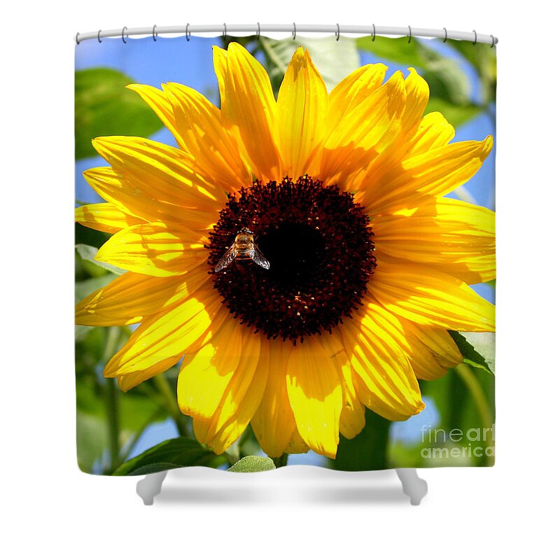 Yellow Shower Curtain featuring the photograph Cheerful Sunflower with Bee by Carol Groenen