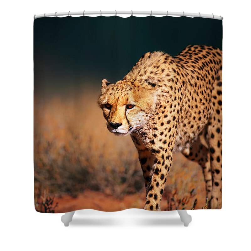Cheetah Shower Curtain featuring the photograph Cheetah approaching from the front by Johan Swanepoel