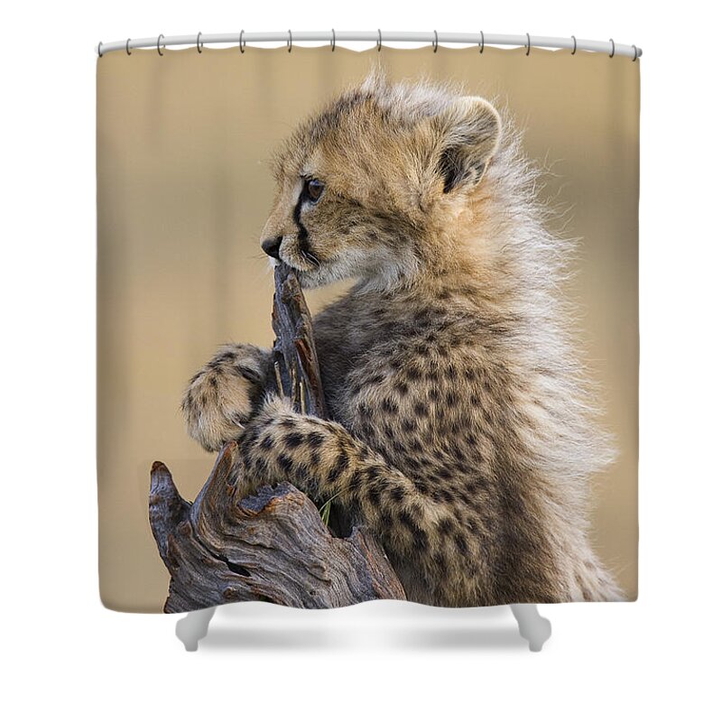 Suzi Eszterhas Shower Curtain featuring the photograph Cheetah Cub Maasai Mara Reserve by Suzi Eszterhas