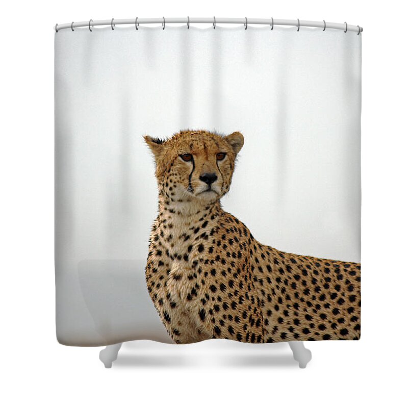 Cheetah Shower Curtain featuring the photograph Cheetah in Serengeti. by Tony Murtagh