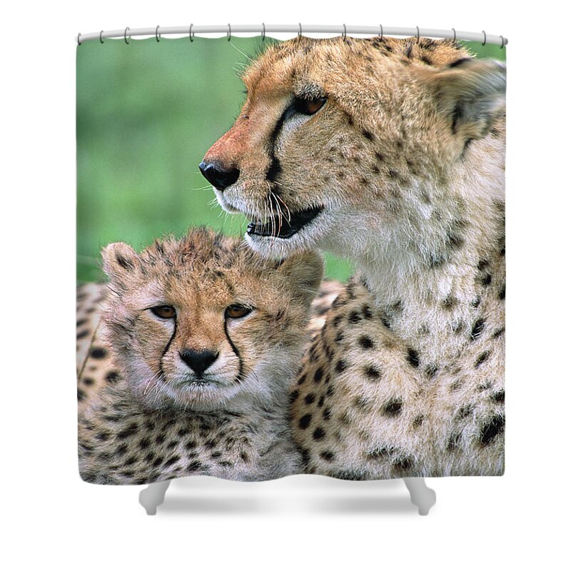 00345036 Shower Curtain featuring the photograph Cheetah Mother And Cub by Yva Momatiuk John Eastcott