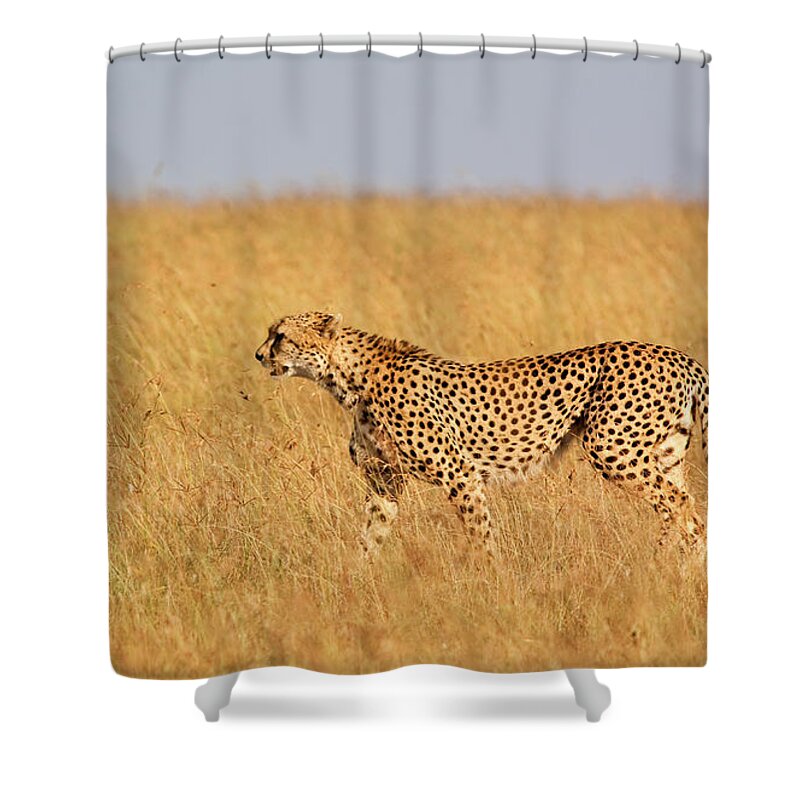 Scenics Shower Curtain featuring the photograph Cheetah Panorama by Wldavies