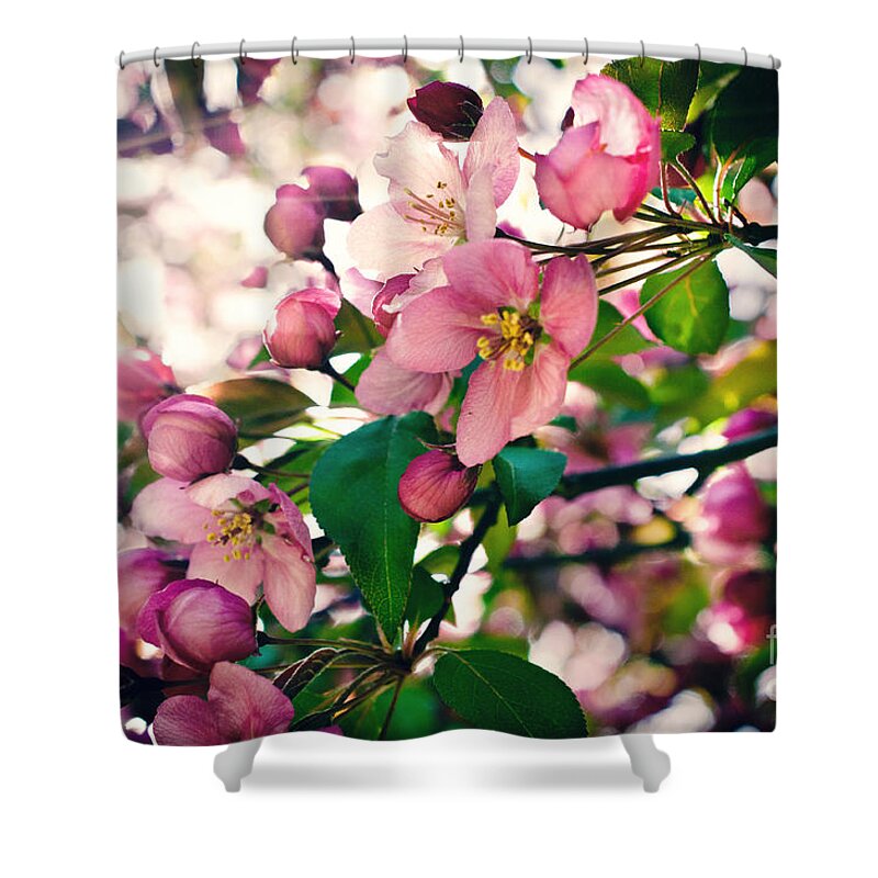Cherry Blossom Shower Curtain featuring the photograph Cherry Blossom by Gwen Gibson