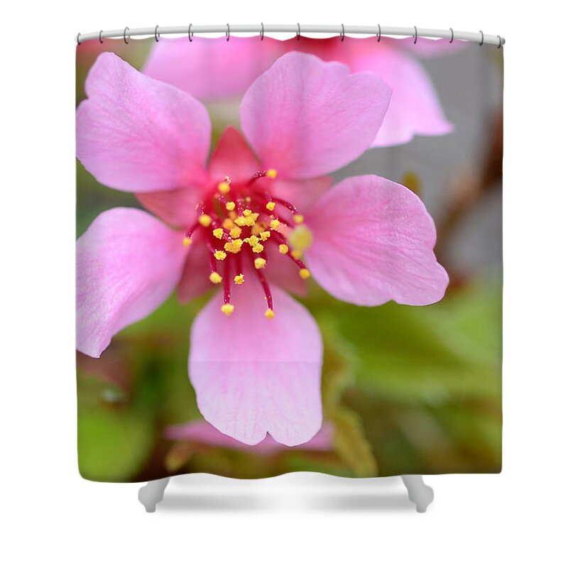 Cherry Blossom Shower Curtain featuring the photograph Cherry Blossom by Lisa Phillips