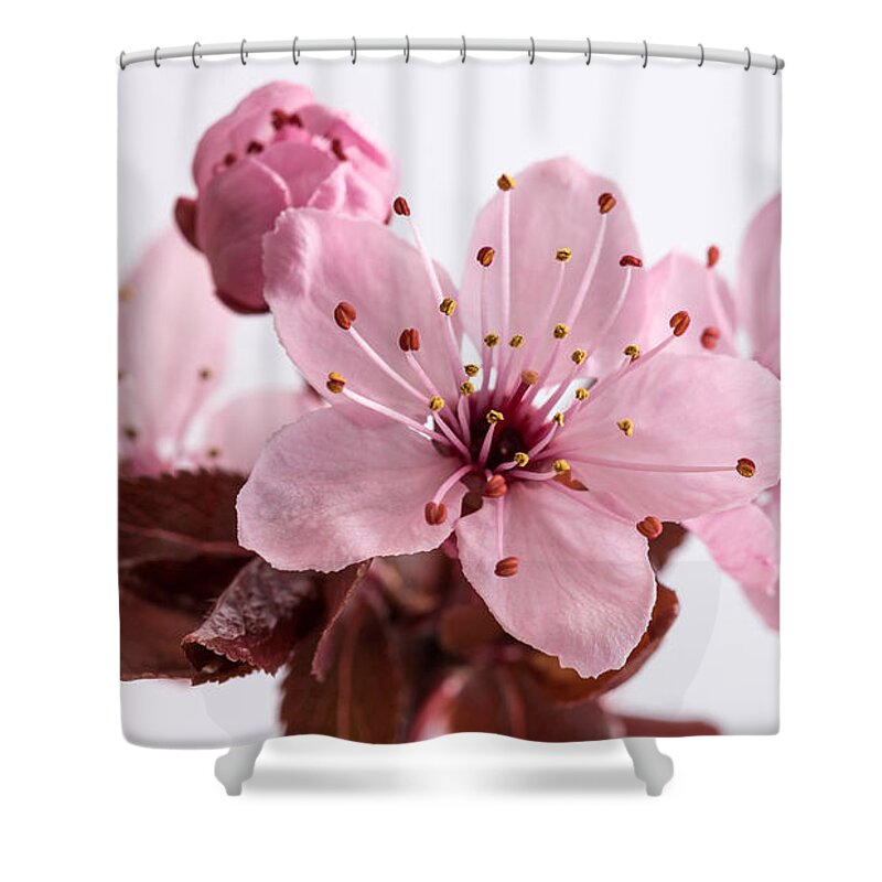 Cherry Blossom Shower Curtain featuring the photograph Cherry Blossom by Pierre Leclerc Photography