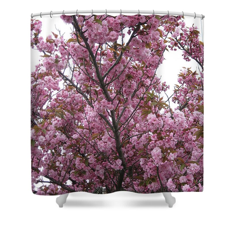 Cherry Blossoms Shower Curtain featuring the photograph Cherry Blossoms 2 by David Trotter