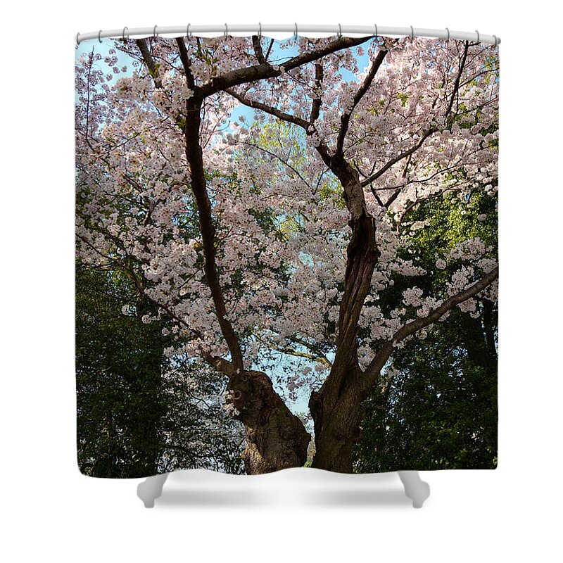 Architectural Shower Curtain featuring the photograph Cherry Blossoms 2013 - 056 by Metro DC Photography