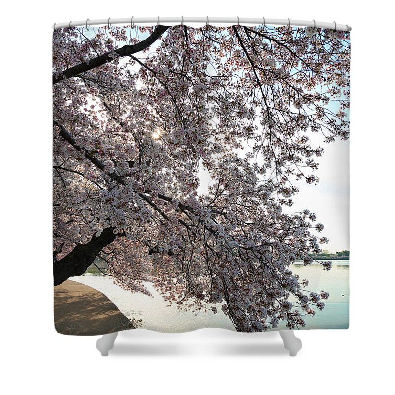Architectural Shower Curtain featuring the photograph Cherry Blossoms 2013 - 092 by Metro DC Photography