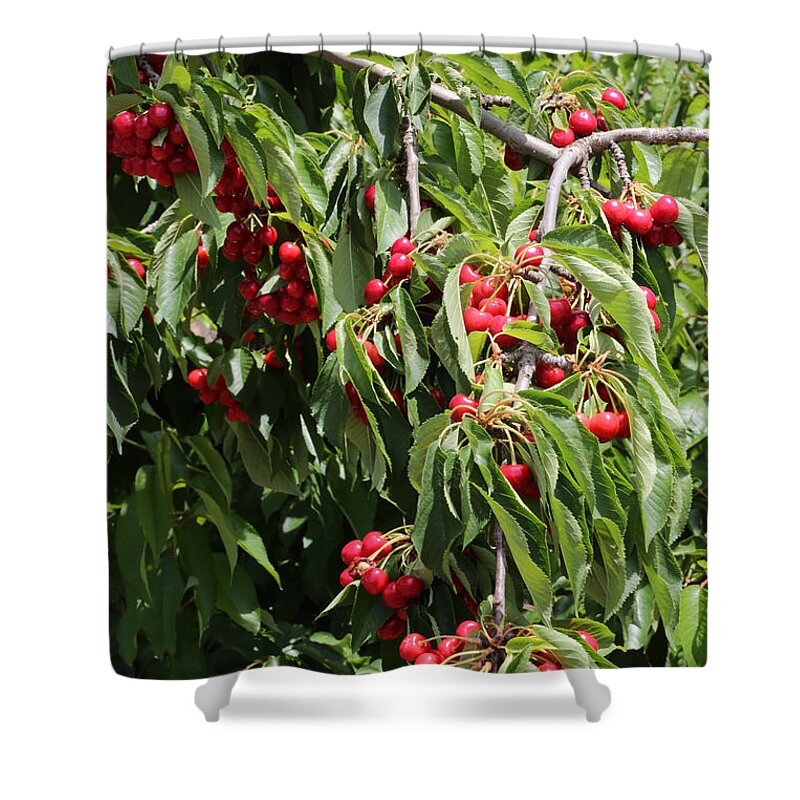 Cherry Shower Curtain featuring the photograph Cherry Tree by Carol Groenen