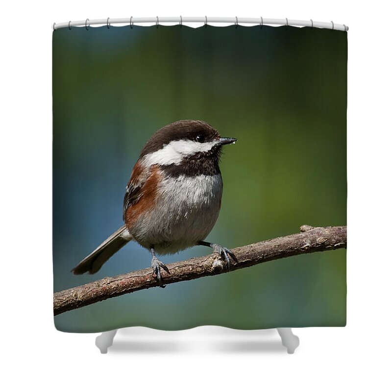 Animal Shower Curtain featuring the photograph Chestnut Backed Chickadee Perched on a Branch by Jeff Goulden