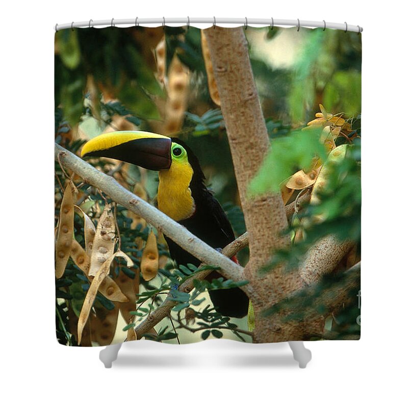 Chestnut-mandibled Toucan Shower Curtain featuring the photograph Chestnut-mandibled Toucan by Art Wolfe