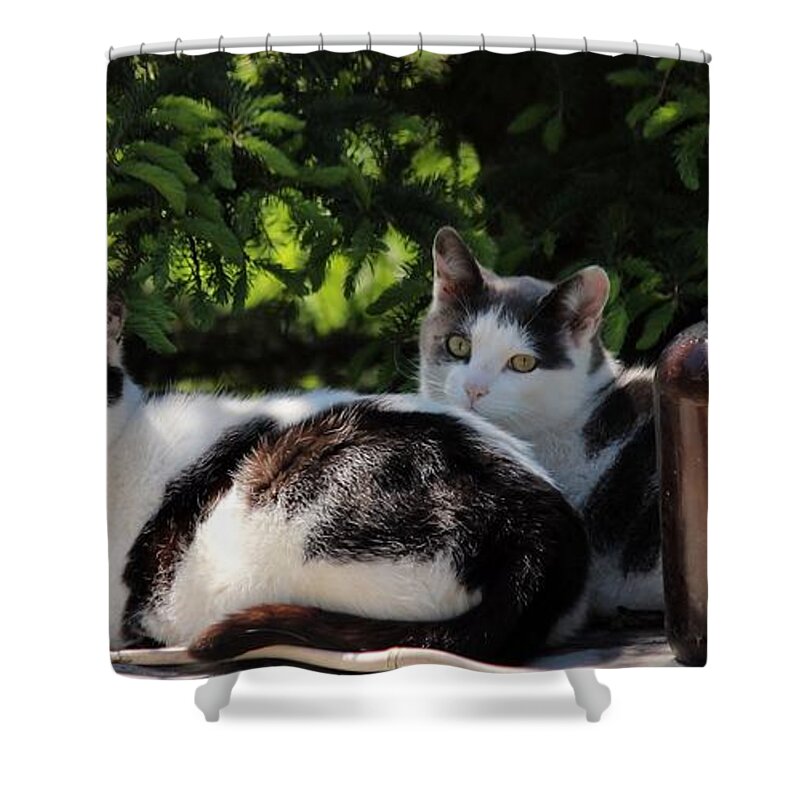 Cats Shower Curtain featuring the photograph Chillin' Brothers by Janice Byer
