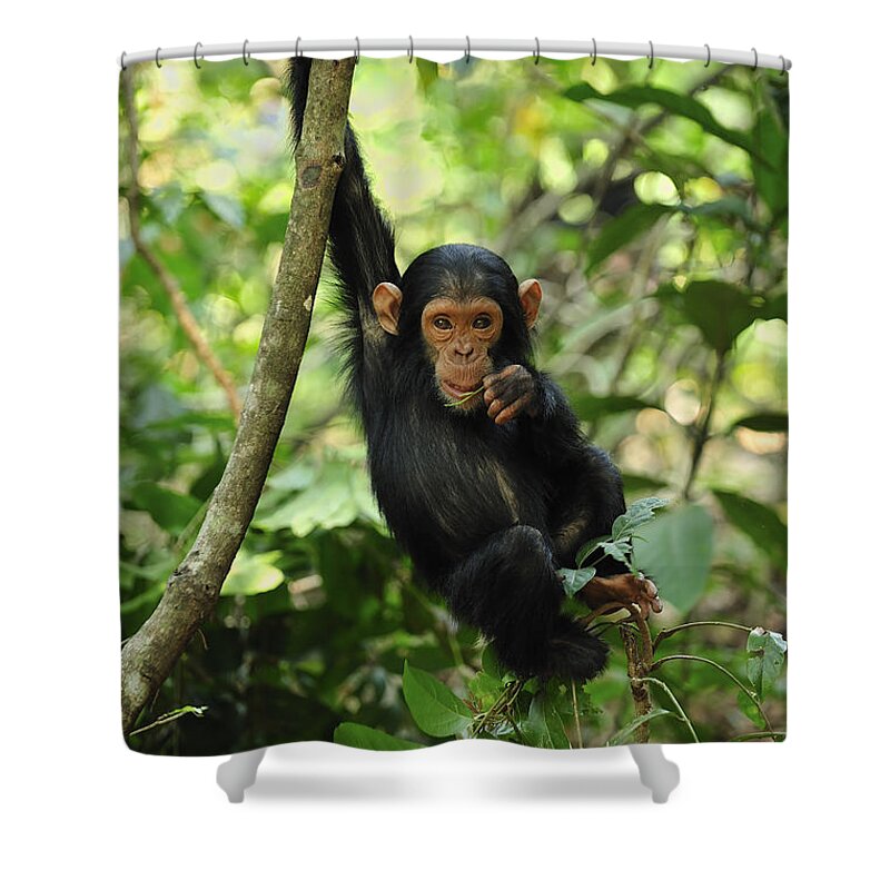 Thomas Marent Shower Curtain featuring the photograph Chimpanzee Baby On Liana Gombe Stream by Thomas Marent