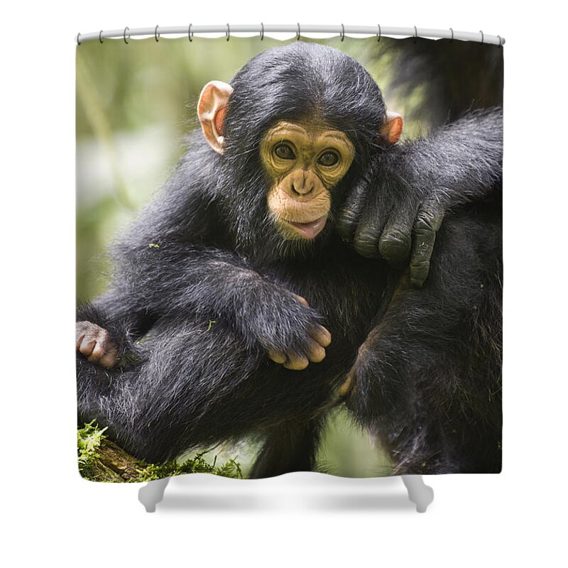 Feb0514 Shower Curtain featuring the photograph Chimpanzee Infant Uganda by Suzi Eszterhas