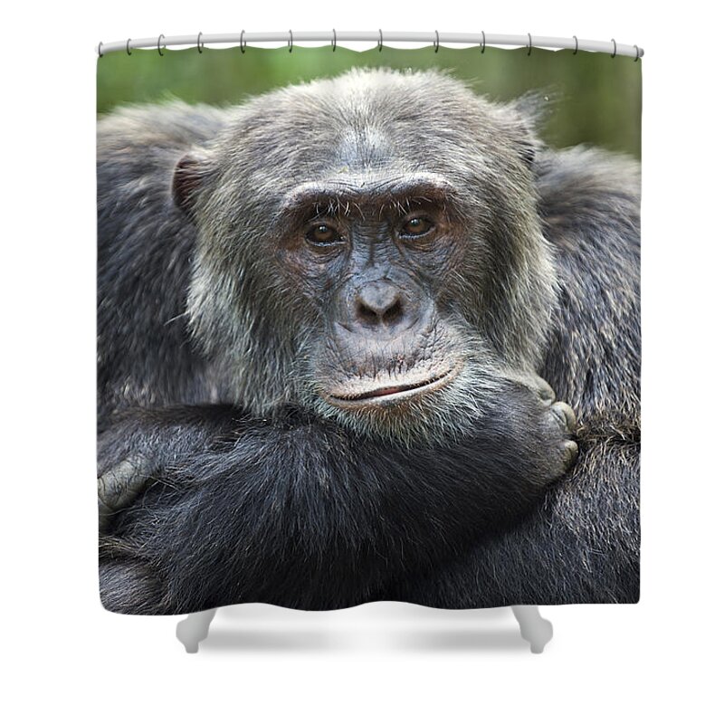 Feb0514 Shower Curtain featuring the photograph Chimpanzee Male Western Uganda by Suzi Eszterhas