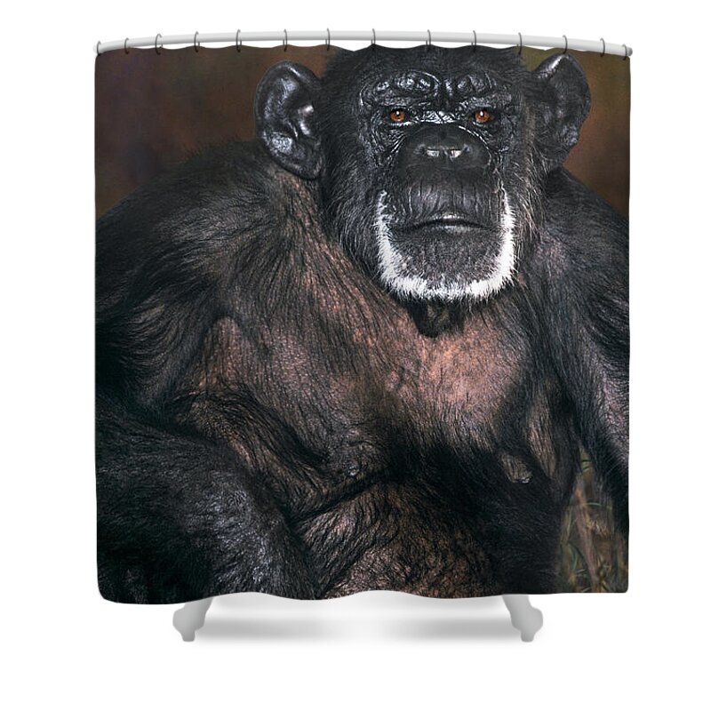 Chimpanzee Shower Curtain featuring the photograph Chimpanzee Portrait Endangered Species Wildlife Rescue by Dave Welling