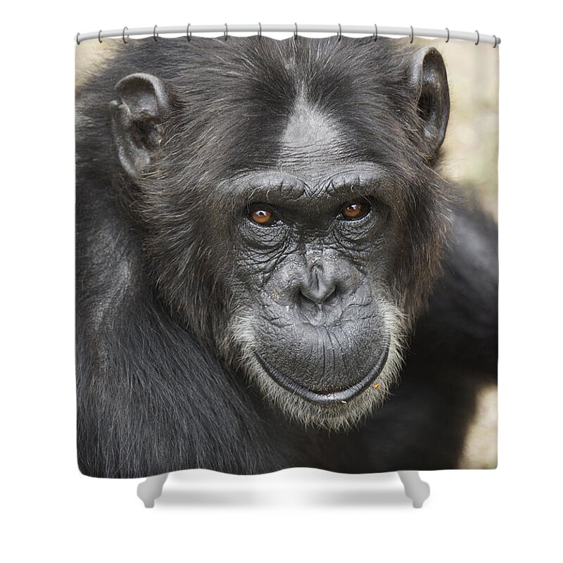 Hiroya Minakuchi Shower Curtain featuring the photograph Chimpanzee Portrait Ol Pejeta by Hiroya Minakuchi