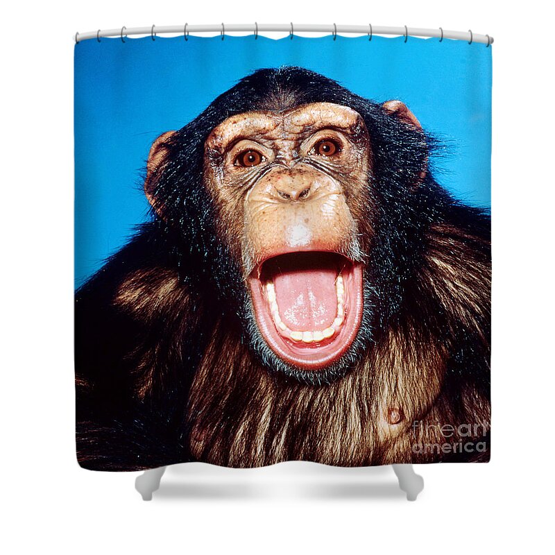 Animal Shower Curtain featuring the photograph Chimpanzee Portrait by Toni Angermayer