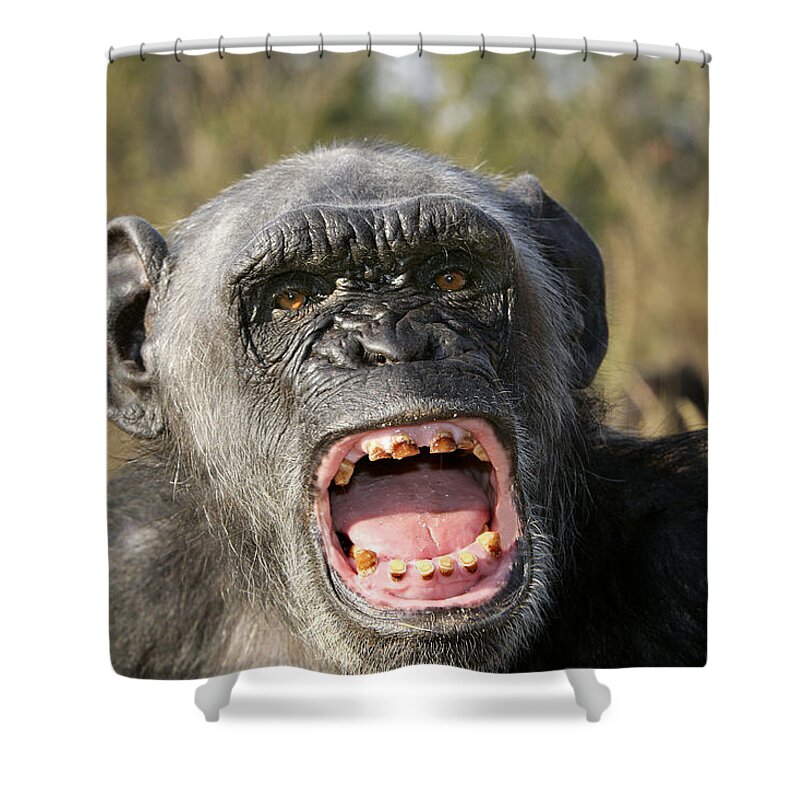 Chimpanzee Shower Curtain featuring the photograph Chimpanzee Showing Teeth by M. Watson