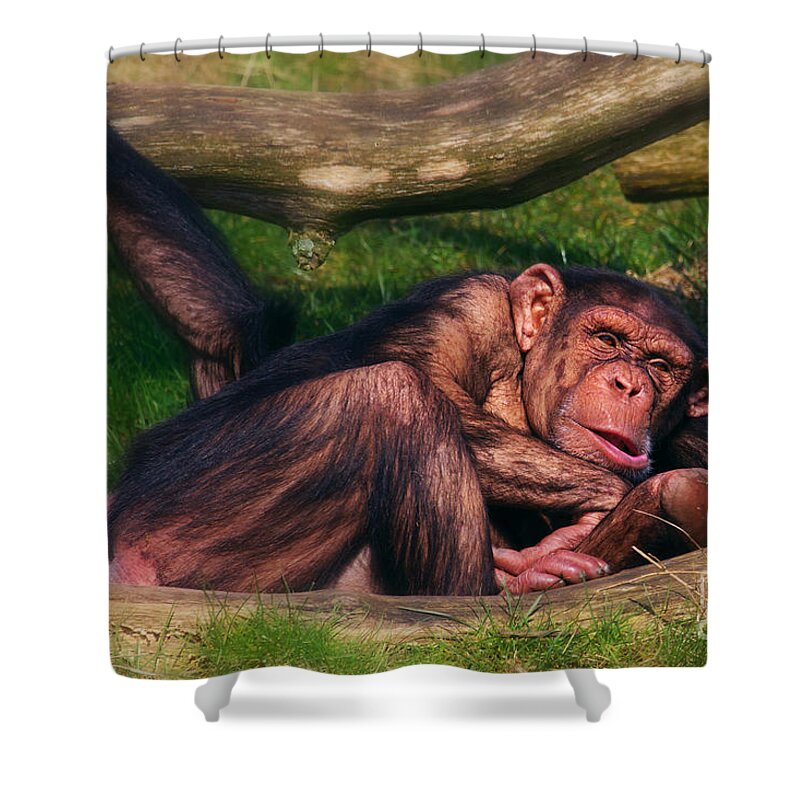 Chimpanzees Shower Curtain featuring the photograph Chimpanzees taking a nap by Nick Biemans
