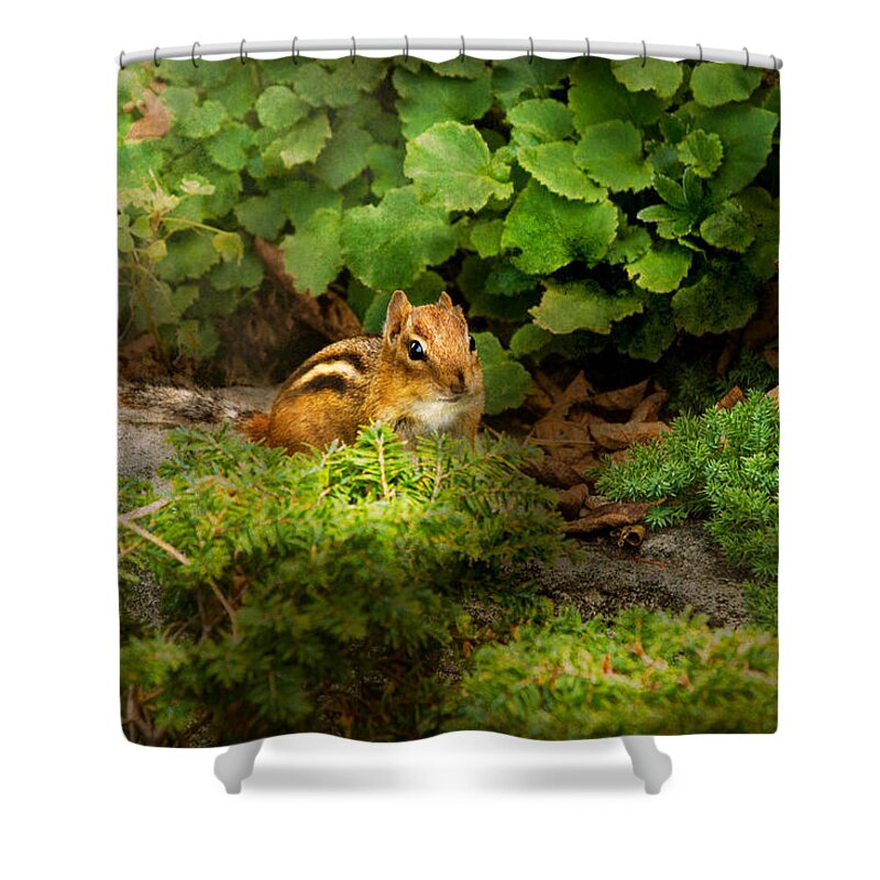 Chipmunk Shower Curtain featuring the photograph Chipmunk - What a cutie by Mike Savad