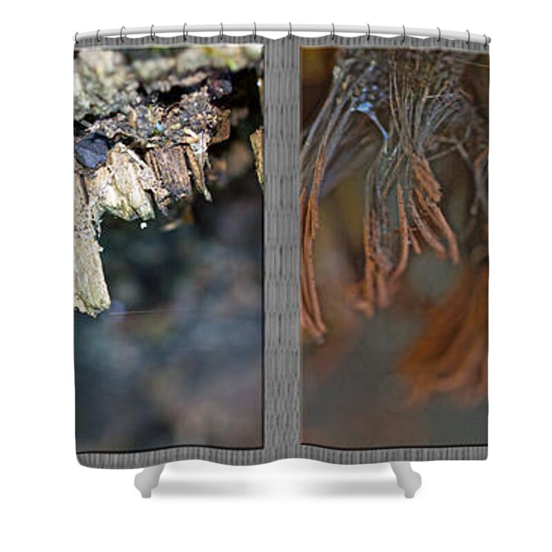 chocolate Tube Slime Mold Shower Curtain featuring the photograph Chocolate Tube Slime Mold - Stemonitis splendens by Carol Senske