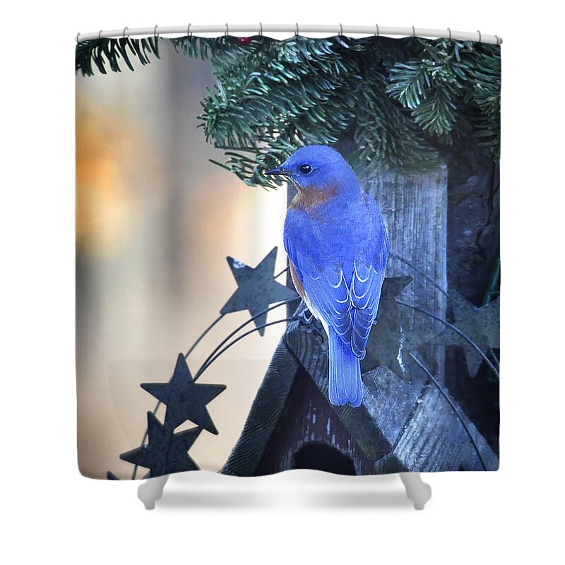 Nature Shower Curtain featuring the photograph Christmas Bluebird by Nava Thompson