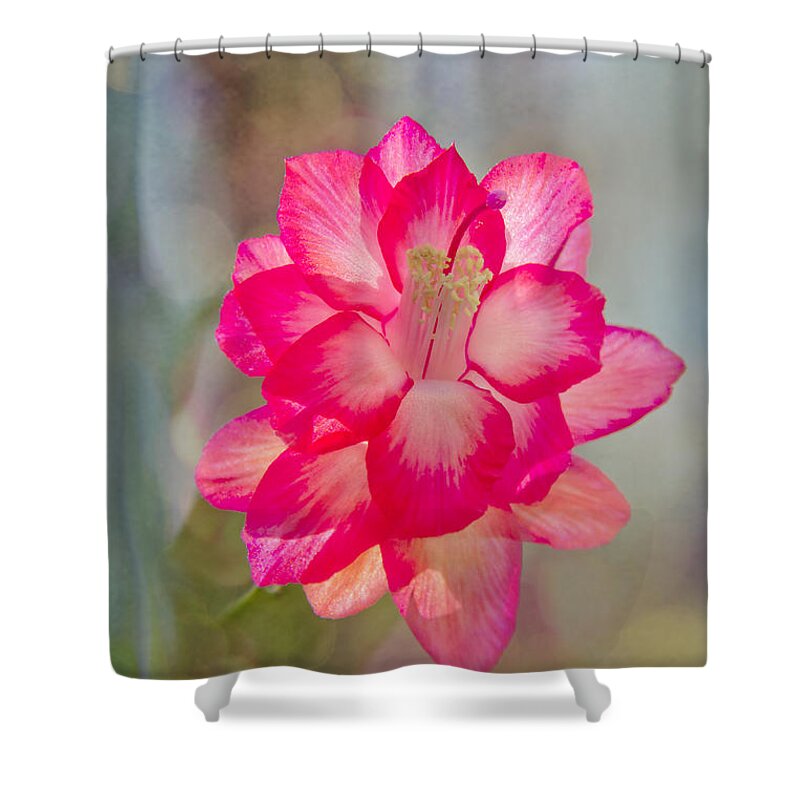 Jemmy Archer Shower Curtain featuring the photograph Christmas Cactus Bokeh by Jemmy Archer
