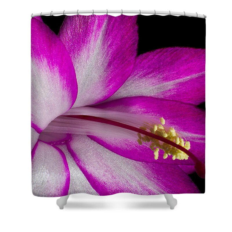 Bloom Shower Curtain featuring the photograph Christmas Cactus by Ron Pate