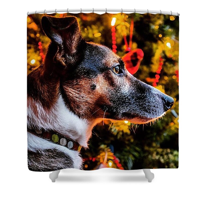Animals Shower Curtain featuring the photograph Christmas Dog by Aleck Cartwright