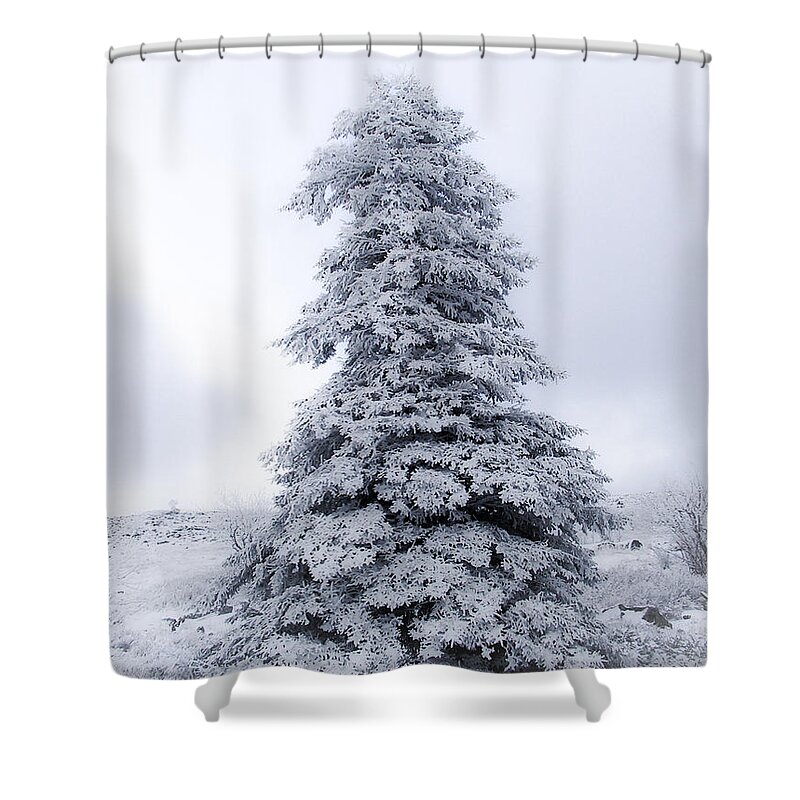 Tree Shower Curtain featuring the photograph Christmas Tree by Shane Holsclaw