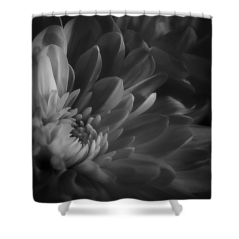 Chrysanthemum Shower Curtain featuring the photograph Chrysanthemum - 4 by Susan McMenamin