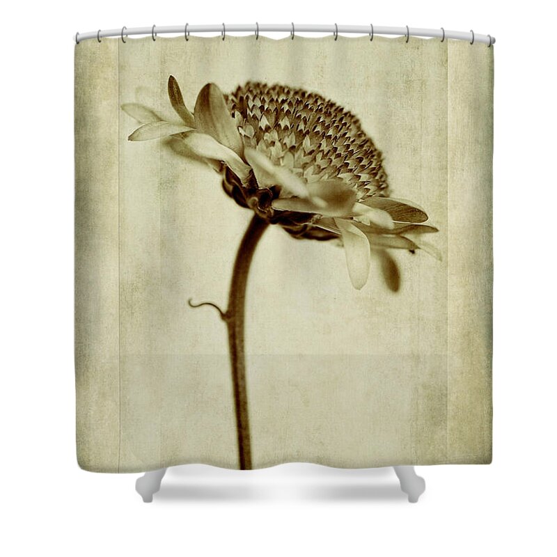 Chrysanthemum Domino Pink In Sepia Shower Curtain featuring the photograph Chrysanthemum in Sepia by John Edwards