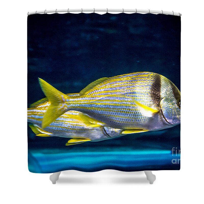Chub Shower Curtain featuring the photograph Chub fish by Cheryl Baxter