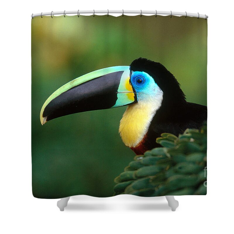 Citron-throated Toucan Shower Curtain featuring the photograph Citron-throated Toucan by Art Wolfe