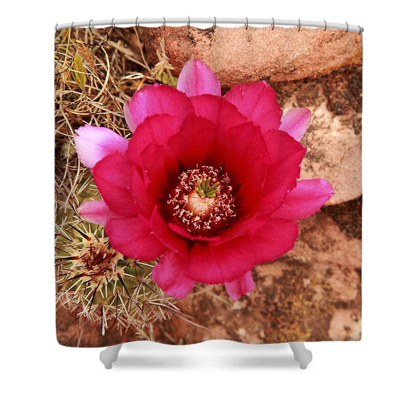 Cactus Shower Curtain featuring the photograph Claret Cup Cactus on Red Rock in Sedona by Alan Vance Ley