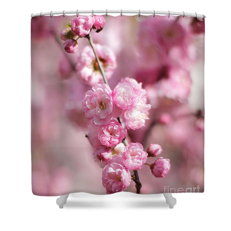 Pink Plum Branch Shower Curtain featuring the photograph Clear Image Plum by Donna L Munro