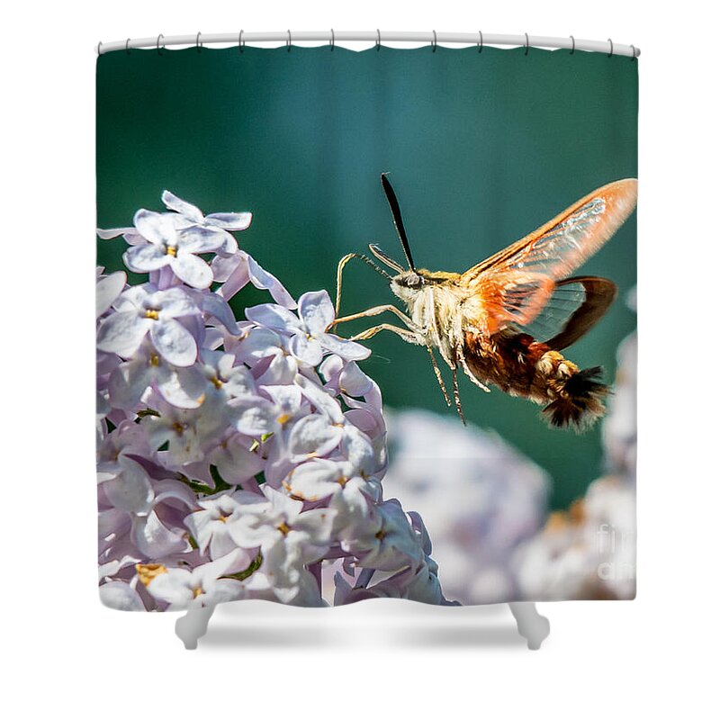 Landscape Shower Curtain featuring the photograph Clearwing Hummingbird Moth by Cheryl Baxter